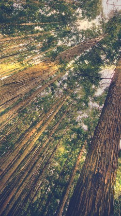 mn45-in-forest-tall-tree-flare-green-kim-daniel-nature