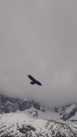mn79-julia-revitt-eagle-blue-mountain-winter-snow-nature-animal