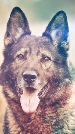 mo06-my-shepherds-dog-flare-smile-animal-nature