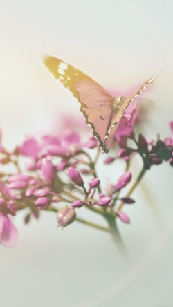 mo09-nature-butterfly-flower-flare-red