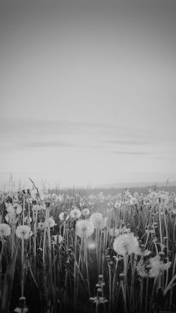 mo34-nature-love-flower-dark-dandelion