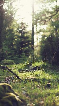 mo50-forest-green-nature-tree-jonas-nilsson-lee