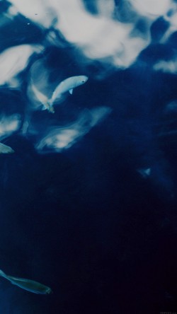 mo70-water-lake-fish-nature-indigo-blue