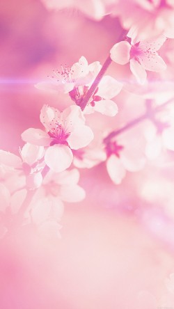 mp03-spring-flower-pink-cherry-blossom-flare-nature