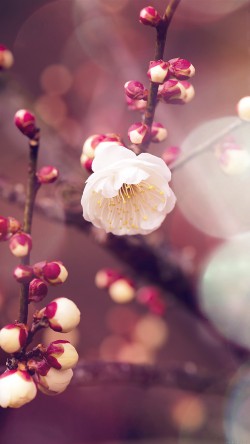 mp16-apricot-flower-bud-flare-spring-nature-twigs-tree