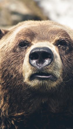 mp73-bear-face-what-the-hell-nature-animal