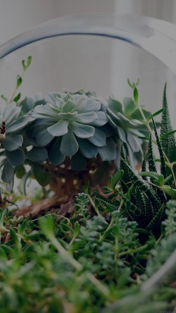 mp83-flower-green-house-vase-nature-art-dark