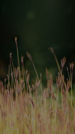 mp87-reed-weed-flower-nature-dark