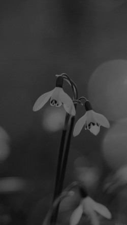 mq01-uknown-flower-blue-bokeh-flare-dark-black-bw