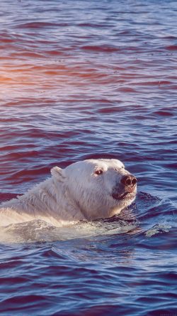 mq05-dont-watch-me-swim-polar-bear-sea-animal-flare