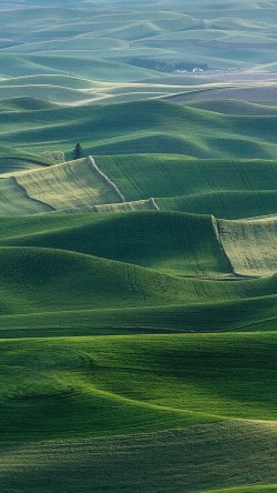 mq11-field-nature-green-flower-wood-earth
