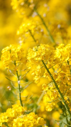 mq16-yellow-flower-spring-fun-nature