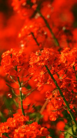 mq18-red-flower-spring-fun-nature