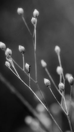 mq33-seed-flower-nature-dark