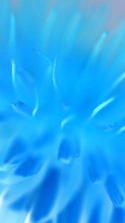 mq37-blue-flower-zoom-nature
