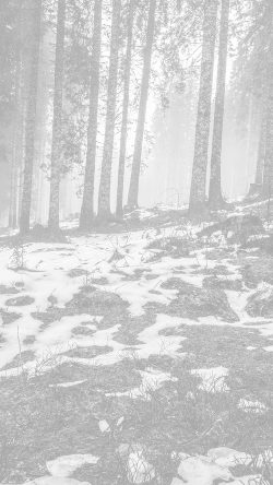 mq55-mountain-snow-woods-nature-white-bw