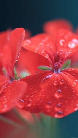 mr30-spring-flower-party-red-nature
