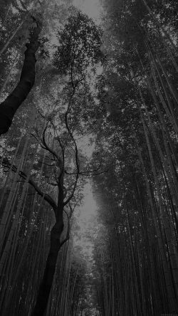 mr96-tree-walk-street-nature-mountain-air-dark