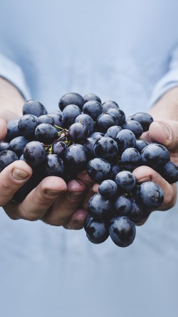 ms41-farmer-food-grapes-fruit-nature-bokeh
