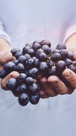 ms42-farmer-food-grapes-fruit-nature-bokeh-flare