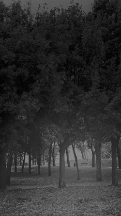 mt14-tree-wood-grass-garden-dark-sun-light-nature-bw