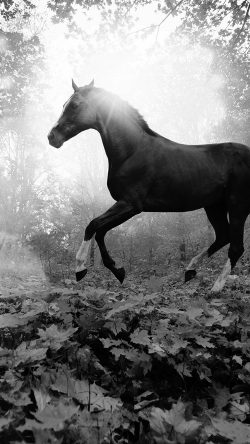 mt32-horse-art-animal-fall-leaf-mountain-flare-dark-bw