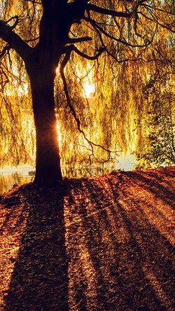 mt35-morning-lake-tree-sunshine-nature