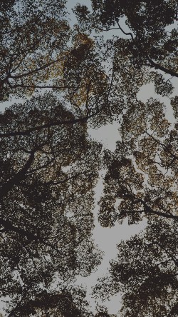 mt37-tree-shadow-sky-nature-night