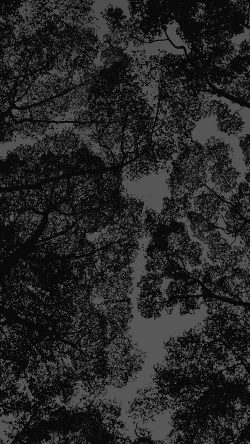 mt38-tree-shadow-sky-nature-night-dark