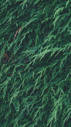 mt39-tree-green-leaf-summer-pattern-nature