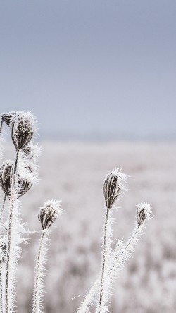 mt46-snow-winter-flower-bokeh-nature