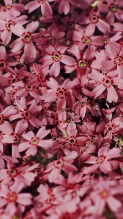mt48-red-flower-nature-party-spring-blossom
