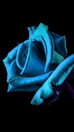 mt52-flower-rose-blue-dark-beautiful-best-nature