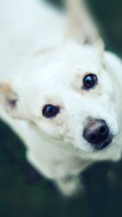 mt72-doggy-watching-white-animal-love
