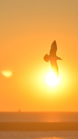 mt91-sunset-bird-red-sea-gal