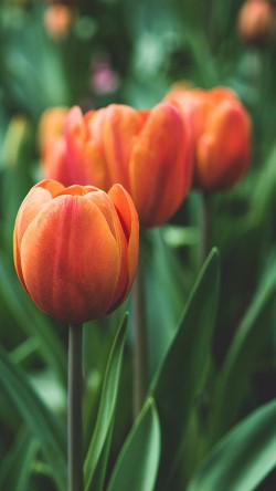 mt99-flower-tulip-red-love-nature
