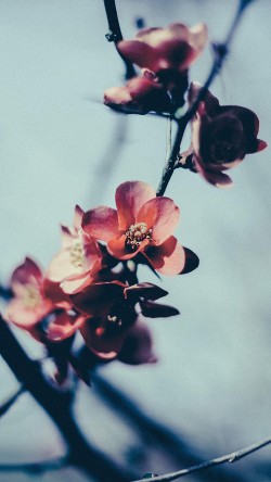mu10-flower-nostalgia-tree-spring-blossom-nature