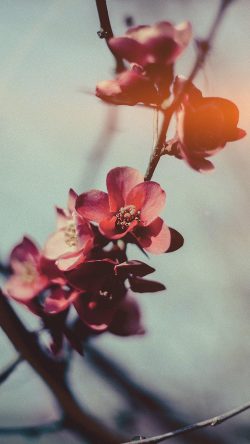 mu11-flower-nostalgia-tree-spring-blossom-nature-flare