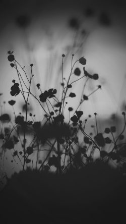 mv69-night-nature-flower-sunset-black-dark-bw
