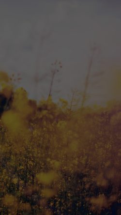 mw24-nature-green-flower-bokeh-spring-dark-happy-flare