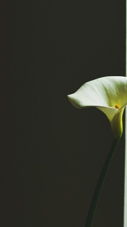 mw34-lily-flower-minimal-simple-green-nature