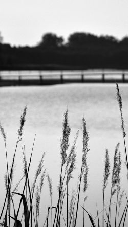 mw75-lake-view-flower-water-calm-nature-bokeh-dark-bw