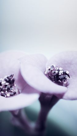 mw87-flower-blue-purple-beautiful-rain-nature