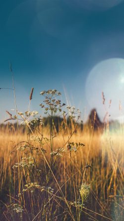 mx04-fall-field-nature-flower-reed-sunny-flare