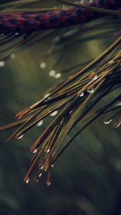 mx06-rain-pine-tree-dark-green-nature-mountain