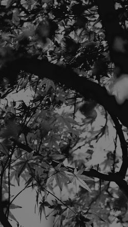 mx14-fall-tree-leaf-autumn-nature-mountain-bw-dark