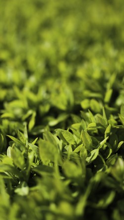mx53-leaf-spring-green-nature-young-bokeh