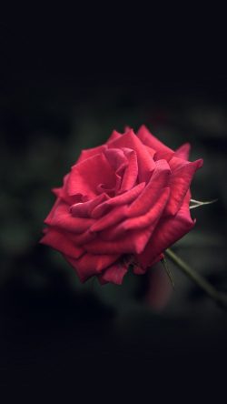 my31-rose-flower-red-love-nature-blue