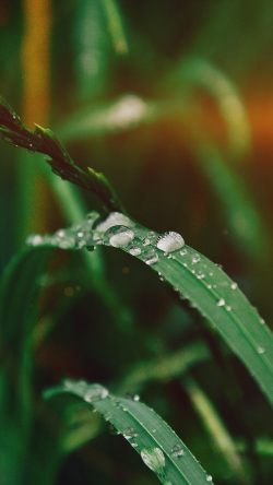 my36-grass-drop-water-rain-nature-forest-flare