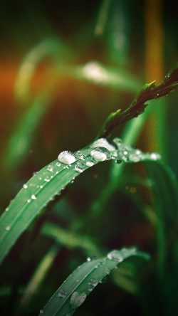 my37-grass-drop-water-rain-nature-forest-flare-vignette